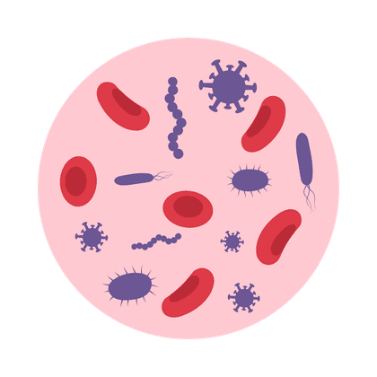Staphylococcus aureus (hémolytique)